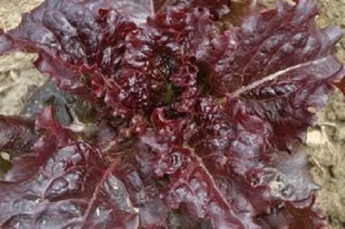 AGROBITS 3000 RED Salatschüssel LEAF Sa von AGROBITS