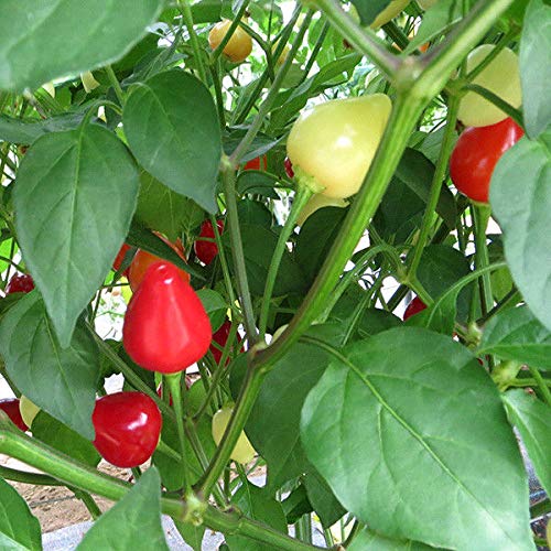 AGROBITS CLLI Pepper - Flitter - 6 Siehe von AGROBITS