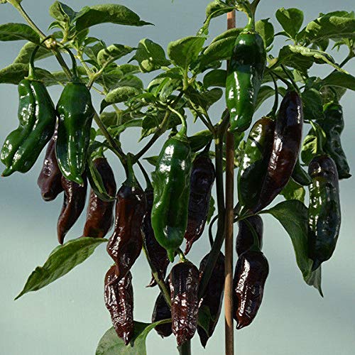 AGROBITS CLLI Pepper - Machu Pichu - 6 See von AGROBITS