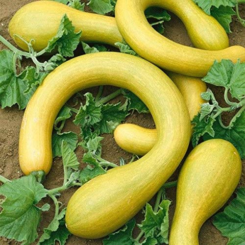 AGROBITS Courgette - Tromboncino - 10 See von AGROBITS