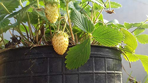 AGROBITS FRESAS fresa AMARILLA yellow30 Seas See von AGROBITS