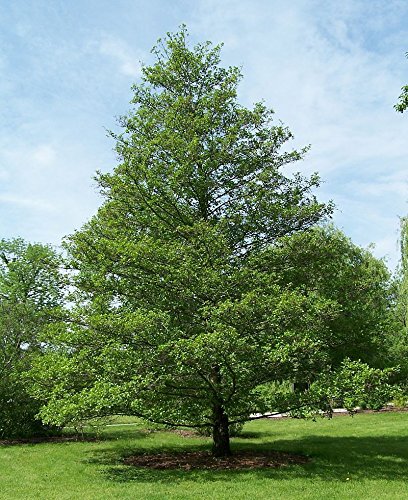 AGROBITS GLUTINOSA 100Aer schwarz von AGROBITS