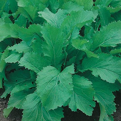 AGROBITS Kings- Indian Amsoi - 200 See von AGROBITS