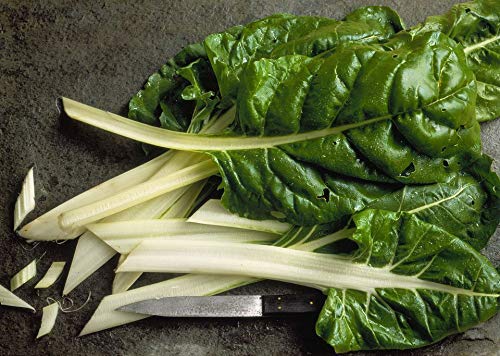 AGROBITS Man - Swiss Chard - 50 + - und gut! von AGROBITS