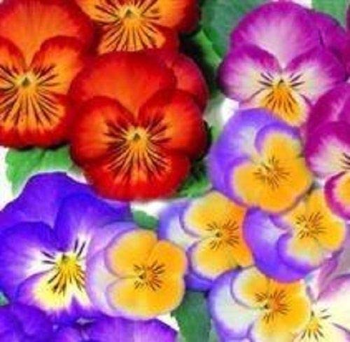 AGROBITS Pansy - Radiance Mixed - 15 See von AGROBITS