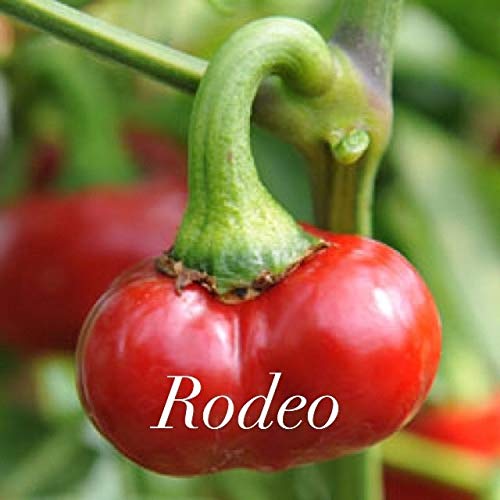 AGROBITS Rodeo Hot CLLI Peppes x 10 von AGROBITS