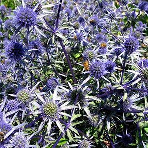 AGROBITS Sea Holly- () - - 100 sehen von AGROBITS