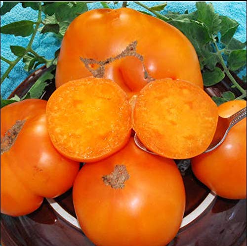 AGROBITS Super Affordable 20KELLOG des FRüHSTüCK TomatoFruit Vegable New S von AGROBITS