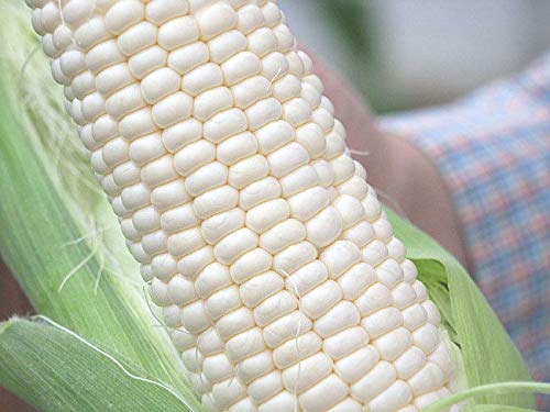 AGROBITS Swe Corn 7- Finest See * Geeignet für UK Wetter/UK ler von AGROBITS