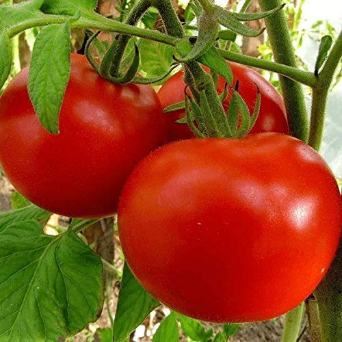 AGROBITS TomatoRiddlefrom Ukraine/niedrig/nonseedlings von AGROBITS