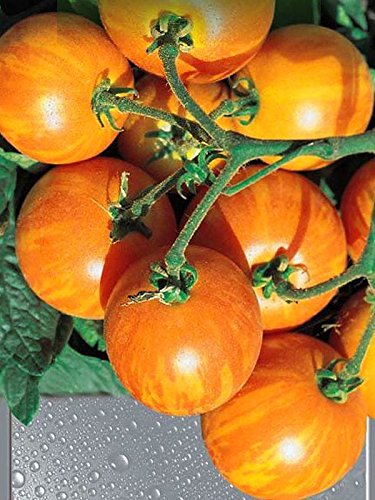 AGROBITS Vernige Yellow Tomatofrom Ukraine von AGROBITS