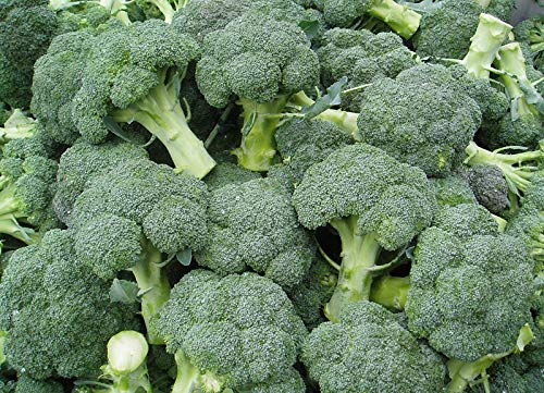 AGROBITS bgebroccoli labrese aus der Ukraine von AGROBITS