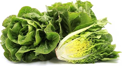 100 Organic Heirloom Little Gem Romaine Lettuce Seeds - Organic (Non Gmo )-V059 von ALYKE