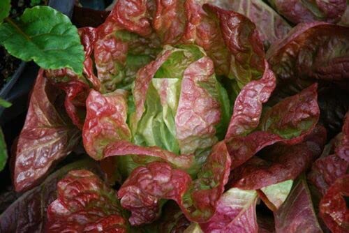 100 Organic Super Red Romaine Lettuce Seeds- Lactuta Sativa-(Non GMO)-V088 von ALYKE