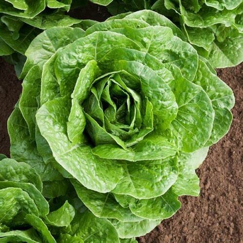 100 Paris Island Cos Romaine Lettuce - Lactuta Sativa- Organic (Non GMO)-V074 von ALYKE