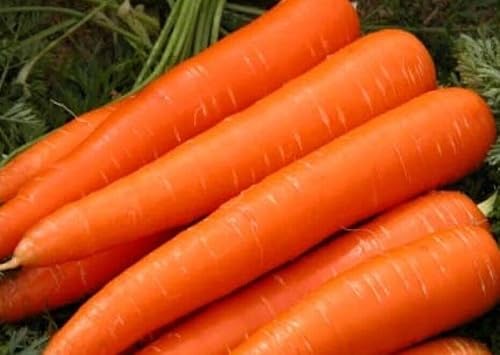 200 Pcs Nantes Coreless Carrot Seeds (Non GMO)- Daucus Carota-V083-Excellent von ALYKE