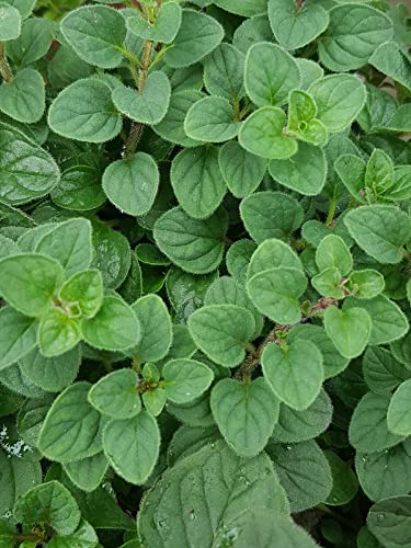 200 Pcs Organic Oregano Perennial Herb Seeds-ORIGANUM VULGARE- Non GMO-P019 von ALYKE