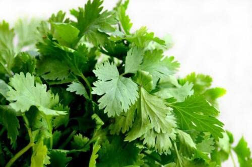 30 Organic Coriander Culinary Herb Seeds- Non GMO- CORIANDRUM SATIVUM / ( V064) von ALYKE