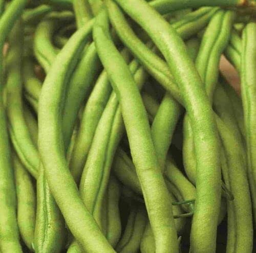 40 Pcs Blue Lake Pole Bean Seeds-Phaseolus Vulgaris-V121- Stringless Bean Seeds von ALYKE