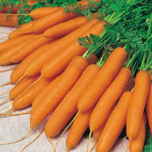 50 Carrot Amsterdam Forcing 3 Seeds- Organic (Non GMO)- DAUCUS CAROTA / (V021) von ALYKE