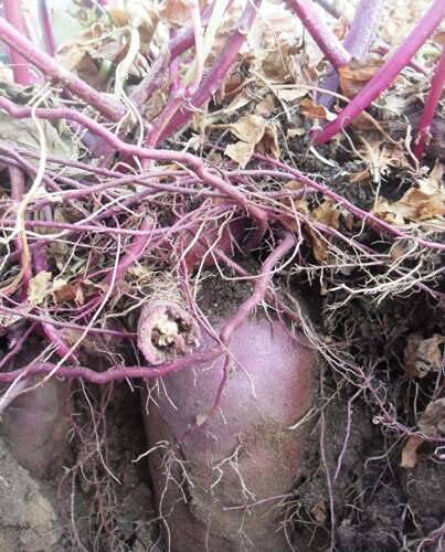 ALYKE 1 root of Purple Sweet Potato - IPOMEA BATATAS - Purple Flesh Yam von ALYKE