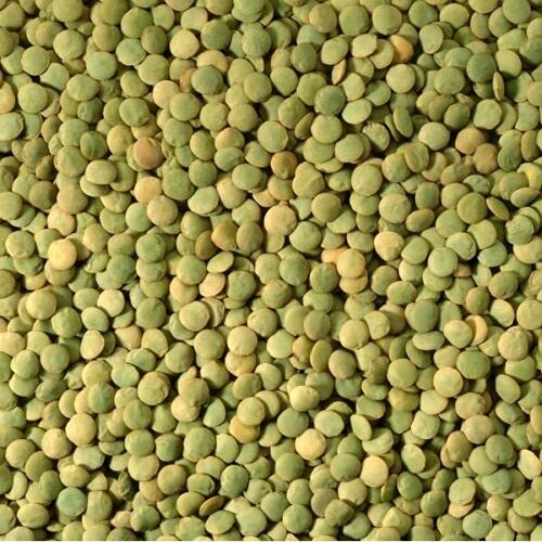 ALYKE 100 seeds of Green Lentil - LENS CULINARIS - ESCULENTA von ALYKE