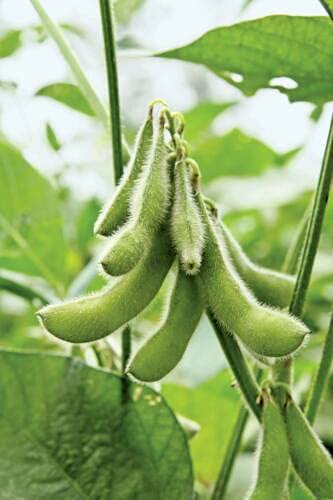 ALYKE 100 seeds of Soybean - GLYCINE MAX - Soya Bean von ALYKE