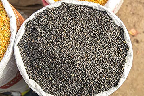 ALYKE 100 seeds of Urad Bean -VIGNA MUNGO - Black Gram von ALYKE