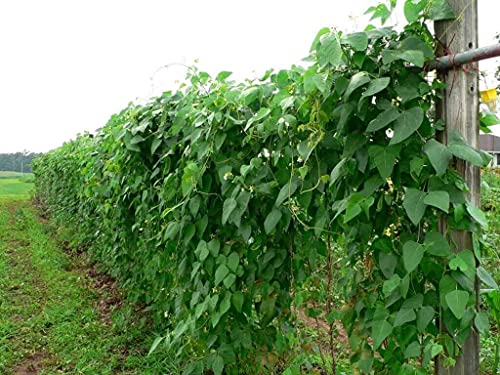 ALYKE 20 seeds of GIANT Lima Bean - PHASEOLUS LUNATUS Butter Bean von ALYKE