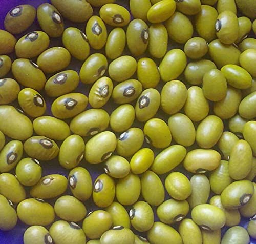 ALYKE 20 seeds of Yellow Bean Uganda - PHASEOLUS VULGARIS von ALYKE