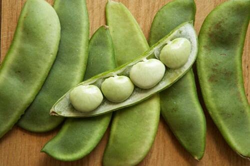 ALYKE 50 seeds Small Lima Bean - PHASEOLUS LUNATUS - Butter Bean von ALYKE