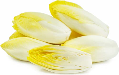 ALYKE 50 seeds of Belgian Endive - CICHORIUM INTYBUS - Chicory von ALYKE