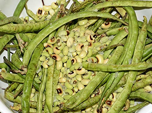 ALYKE 50 seeds of Cyprus Black Eyed Bean - PHASEOLUS - Goat Pea von ALYKE