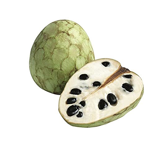 Annona Cherimola Cherimoya Custard Apple Tree 5 fresh seeds von ALYKE