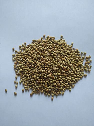 Organic Coriander Seed. 1 LB/ 1 pound von ALYKE