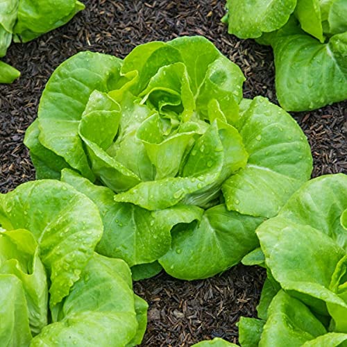 Vegetable - Lettuce - All Year Round Butterhead Salad Lettuce x 1700 First Class von ALYKE