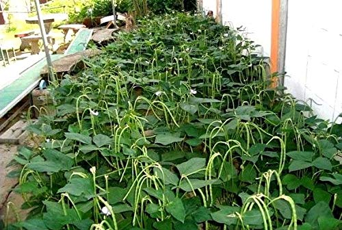 Portal Cool Vigna Unguiculata 20 Samen Buschbohne, Yard Long Bean, Cowpea, Südliche Erbse D489 von Astonish