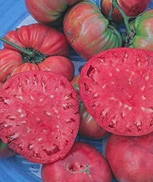 VISA STORE 30 Belgien Rosa Tomate sät 2018 (l Nicht-GVO-Gemüse von Astonish