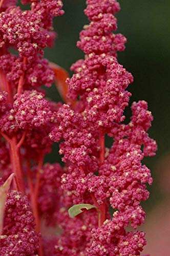 VISA STORE 50+ Kirsche Vanille Quinoa Chenopodium | Sehr nahrhaftes Gemüsesamen von Astonish