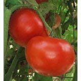 VISA STORE Tomate, Star Tomatensamen 50 Seed Pack, Organisch, USA Produkt. Verpackt durch Jacobs Ladder ENT. (25) von Astonish