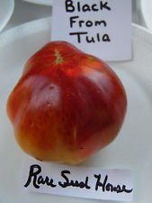 VISA STORE aus Tula Tomatensamen! Der beste Geschmack! Kamm. S/H Siehe Unser Speicher! von Astonish