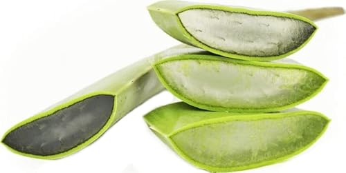 SAMMELPACKUNG (kg) - FRISCHE BIO- ALOE VERA (ca. 4kg) von BIO PLANET