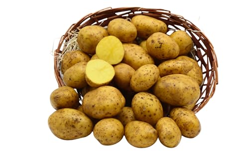 BAMELO® Kartoffeln Annabelle festkochend aktuellen Ernte 10 KG von Bamelo