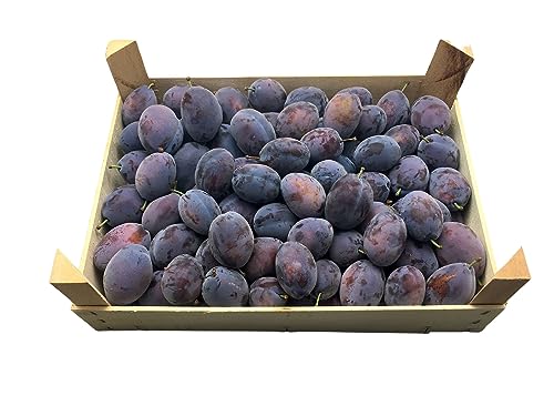 BAMELO® Zwetschgen frische Zwetschen Kiste 6 Kg von Bamelo