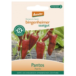 Paprika Pantos von Bingenheimer Saatgut