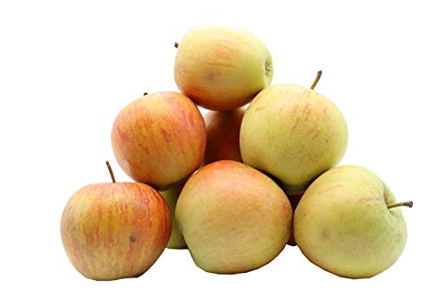 Bleichhof Äpfel Rubinette - saftig, fein-säuerliches Cox Orange Aroma, aus der Pfalz (10kg) Neue Ernte von Bleichhof