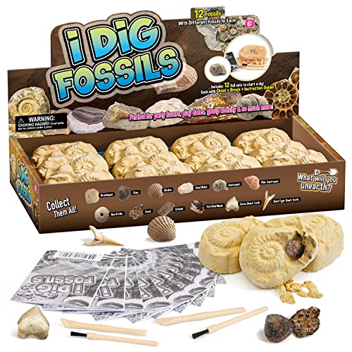 Byncceh Fossilien Ausgrabungs-Set Fossilienausgrabungsstätte Ausgrabungsset für Kinder 12 echte Fossilien Archäologie Spielzeug Party Favors Geschenk Jungen Mädchen von Byncceh