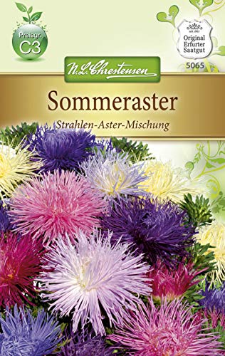 Sommeraster 'Strahlen-Aster-Mischung' von Chrestensen