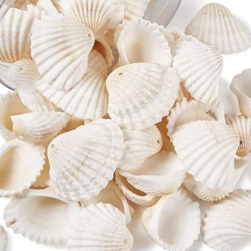 DASIAUTOEM Muscheln, Muscheln zum Basteln, 400g Kleine Weiße Muscheln, Natürliche Muscheln Deko, Dekorative Muscheln Schleckmuscheln Basteln für Vasenfüller Hochzeitsdekor Party DIY Home Decoration von DASIAUTOEM