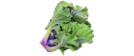 Flower Sprouts von Deutschland